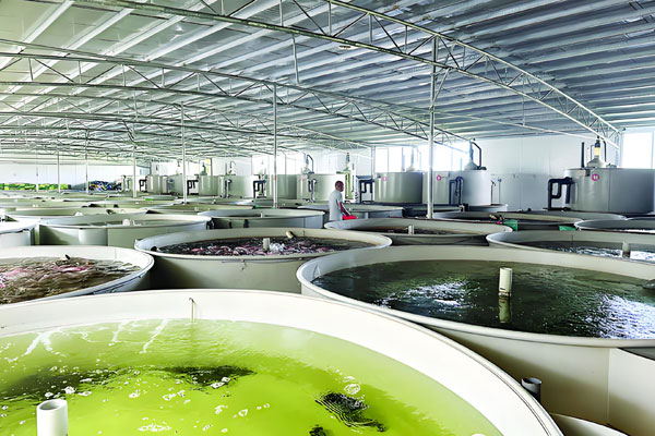 小白的你如何開始工廠化水產養殖之路?